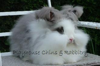 Chinchilla And Rabbit